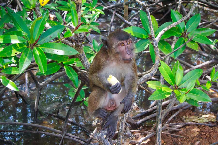 A Jungle-to-Sea Kayaking & Trekking Adventure in Phuket - What the $86 price really covers