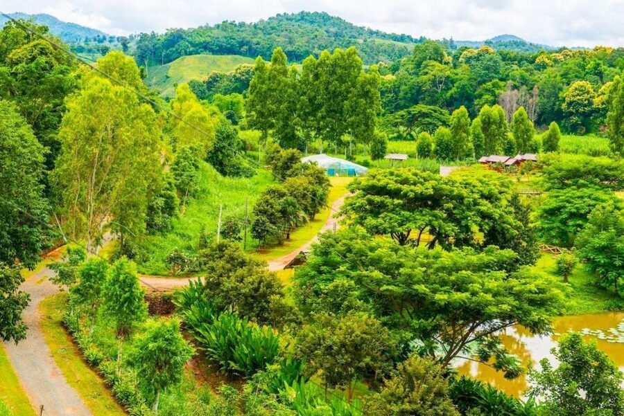 Akha & Lahu village trekking 1 day - Walking through bamboo forest and jungle