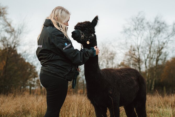 Alpaca & Donkey Trekking Experience at Wetley Moor Common - What the donkey option adds for older children and adults