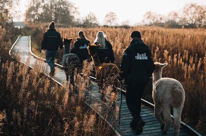 Alpaca & Donkey Trekking Experience at Wetley Moor Common - The value of $41.13 for a 60-minute experience