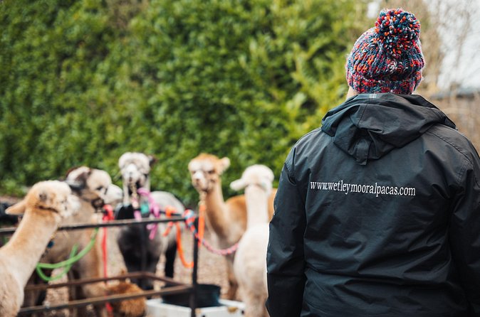 Alpaca & Donkey Trekking Experience at Wetley Moor Common - Mud, weather, and what to wear