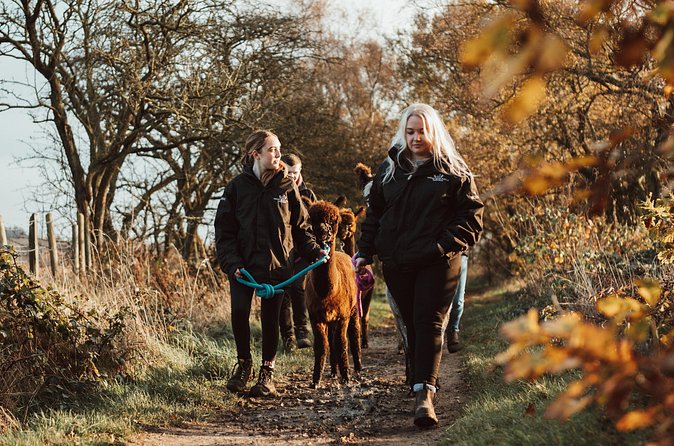 Alpaca & Donkey Trekking Experience at Wetley Moor Common - Group size, guide support, and the pace of the walk