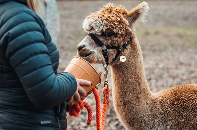 Alpaca & Donkey Trekking Experience at Wetley Moor Common - Alpaca trekking or donkey walking?