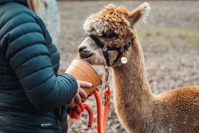 Alpaca & Donkey Trekking Experience at Wetley Moor Common - Meeting Harley, Bertie, and the alpaca herd