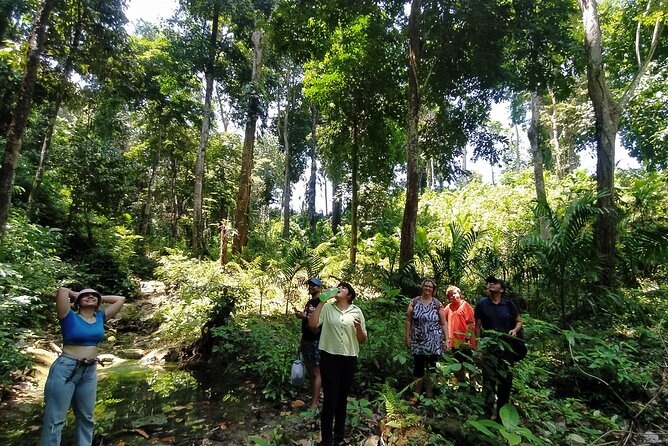 Ancient Lava Stream Trek through dense Tropical forest. - Into dense tropical forest