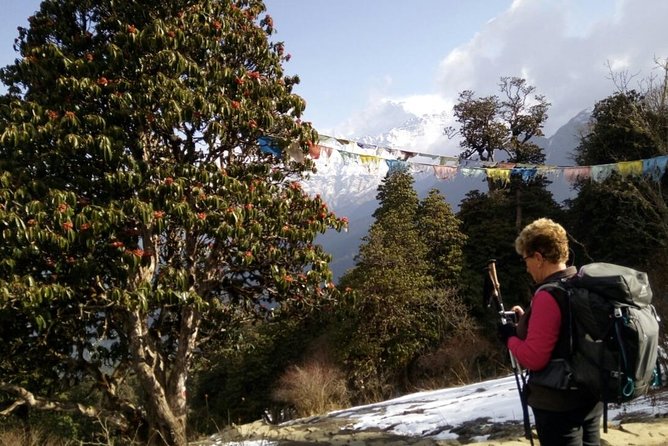 Annapurna Sunrise Trek - Day 4: Ulleri to Ghorepani through forest and open views