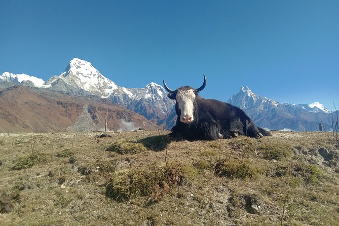 Annapurna View Trek - Day 4: Ghandruk and the return to Pokhara