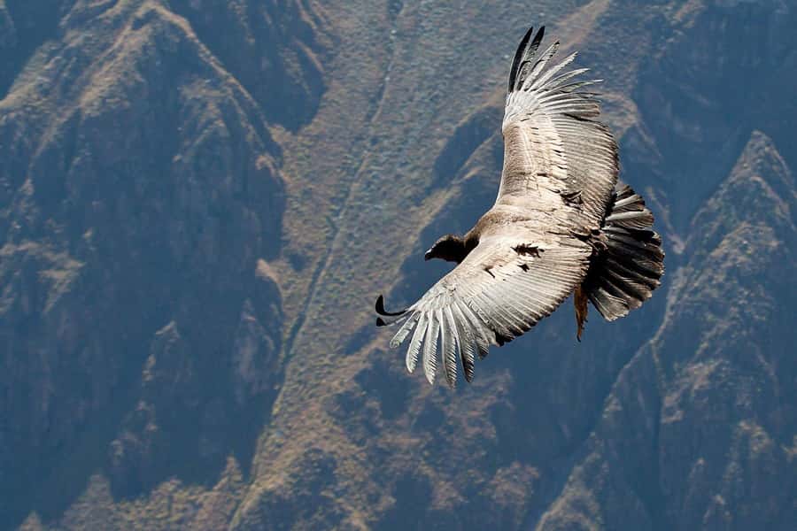 Arequipa: 2-day Colca Canyon Trekking, Ending in Puno - The long descent from Pampas de San Miguel