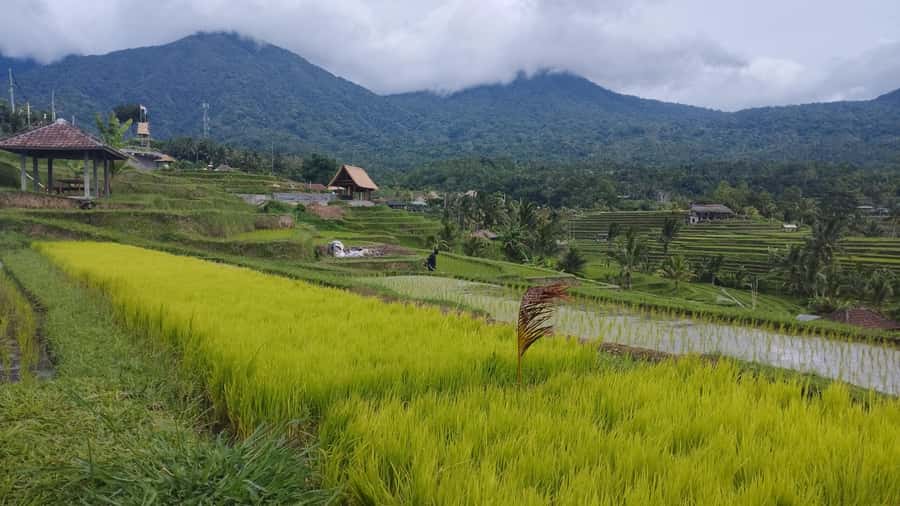 Bali: Jatiluwih Full-Day E-Bike and Trekking Tour - Who should book this Jatiluwih tour?
