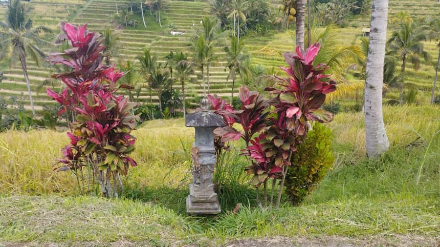 Bali: Jatiluwih Full-Day E-Bike and Trekking Tour - Rice terraces, farmers, and working village life