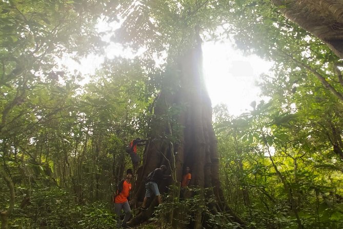 Bali Jungle Trekking and Lake Canoeing Tour - Tamblingan, temple culture, and the forest