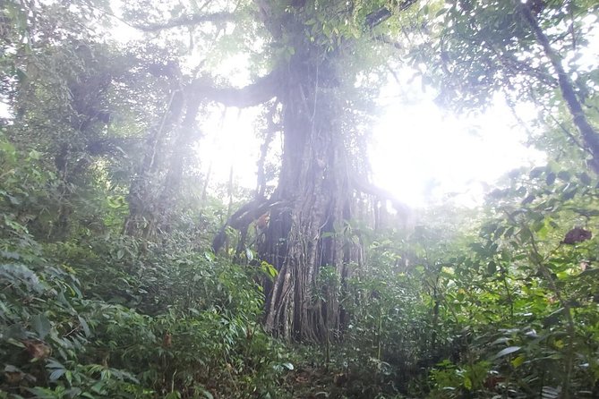 Bali Jungle Trekking and Lake Canoeing Tour - The extra stops from southern Bali