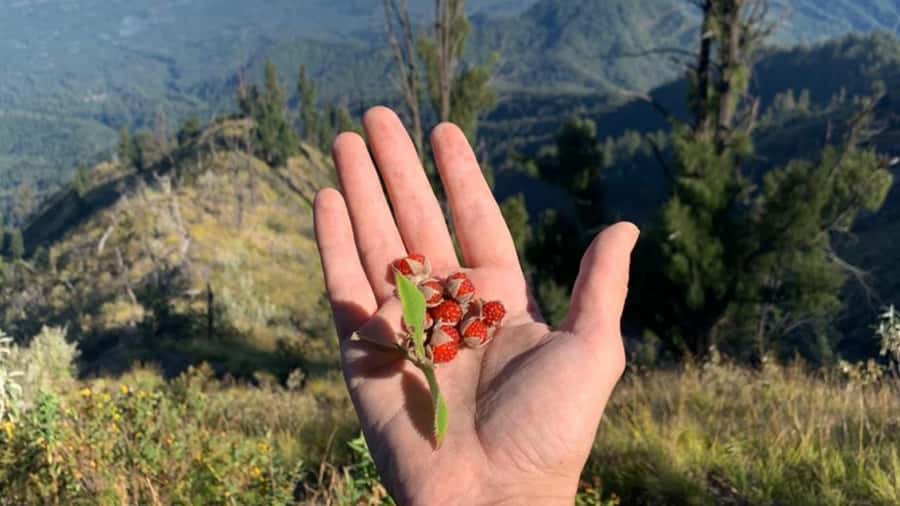 Bali: Mount Agung Sunrise Trekking Tour with Hotel Pickup - Who should book this Mount Agung trek?