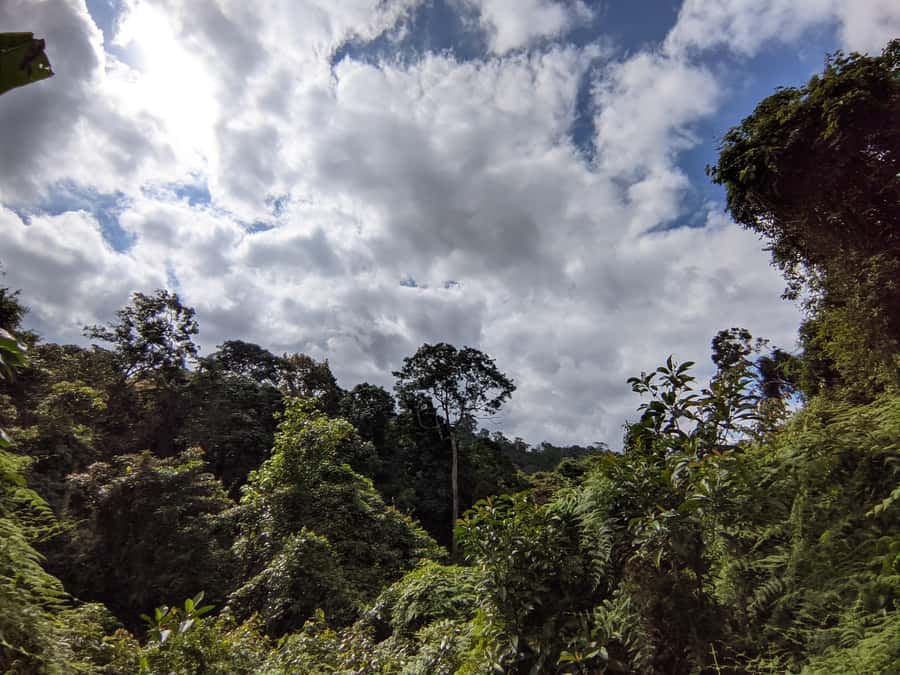 Bali’s Mystical Jungle Trek & Hidden Waterfall Adventure - Into the unprepared jungle trail