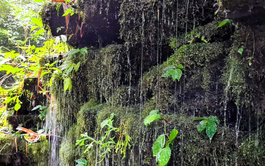 Bali’s Mystical Jungle Trek & Hidden Waterfall Adventure - The Beji temple and clear jungle spring