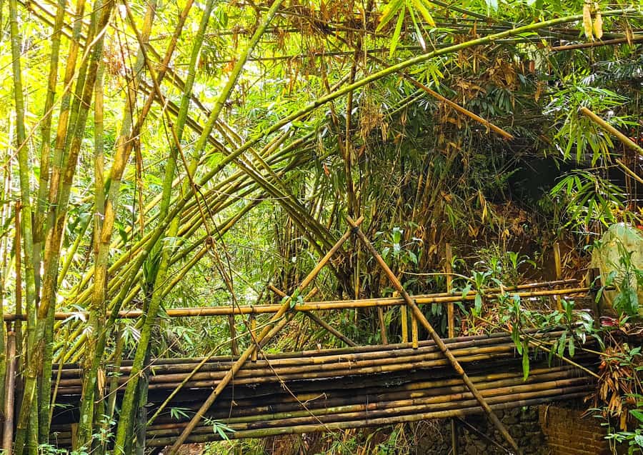 Bali’s Mystical Jungle Trek & Hidden Waterfall Adventure - Balikaru Farm, spice plants, and Trigona bees