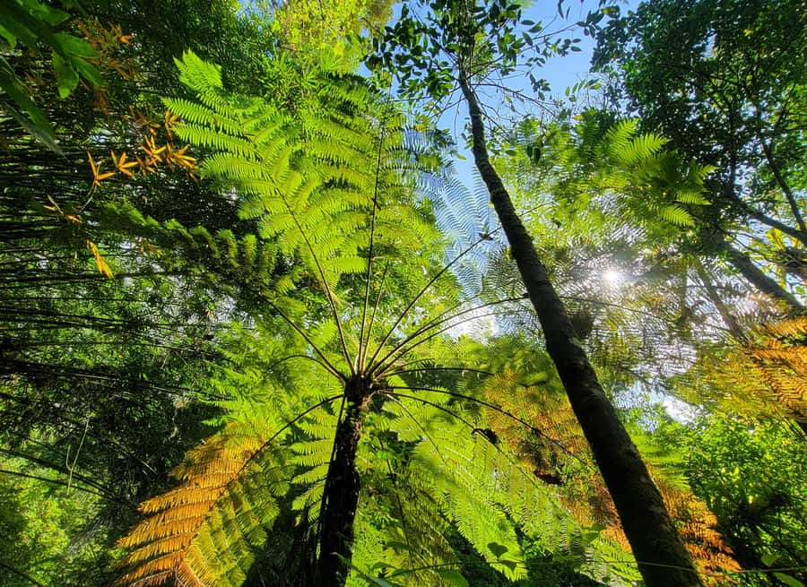 Bali’s Mystical Jungle Trek & Hidden Waterfall Adventure - The guide, ranger, and group size