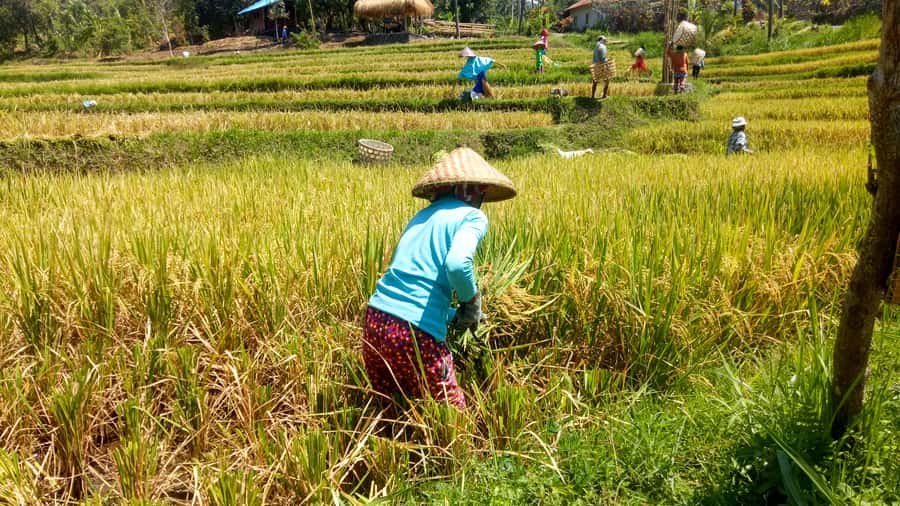 Bali: Sambangan Waterfalls Trekking, Sliding, & Jumping Trip - Sliding 12 meters at Kroya Waterfall