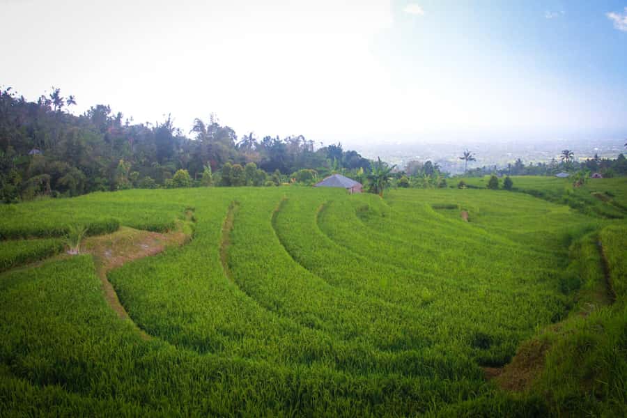 Bali: Sambangan Waterfalls Trekking, Sliding, & Jumping Trip - Rice fields, plantations, and a Balinese welcome