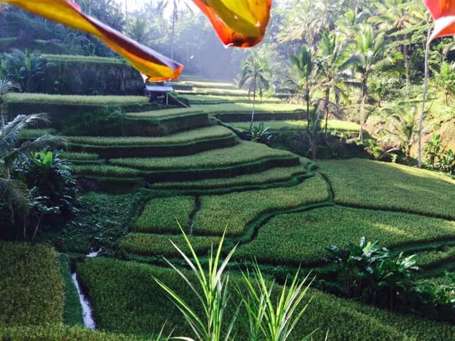 Banyumala Waterfall Trek, Bedugul and Lake Beratan Tour - Twin lakes, Handara Gate, and Candi Kuning
