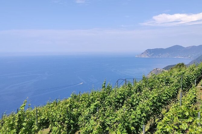 BarCa Winery Cinqueterre Trekking & Wine Tasting & Pesto Class - Quick Takeaways From the BarCa Experience