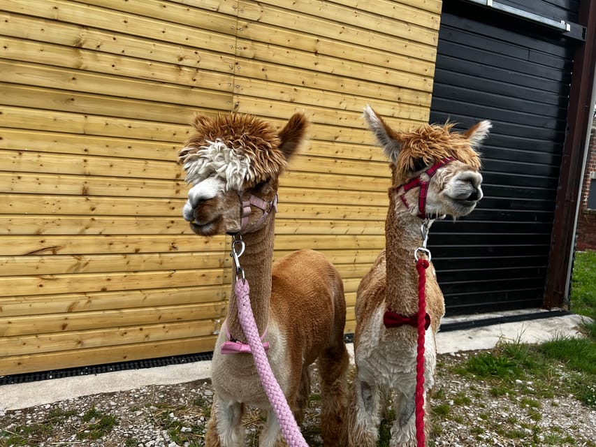 Brackenfield: Alpaca Trek - Key points to know before booking