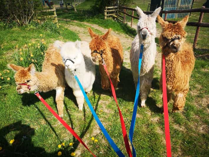 Brackenfield: Alpaca Trek - Meeting the alpacas at Brackenfield Farm