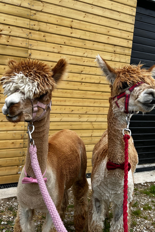Brackenfield: Alpaca Trek - A gentle route through the Amber Valley hills