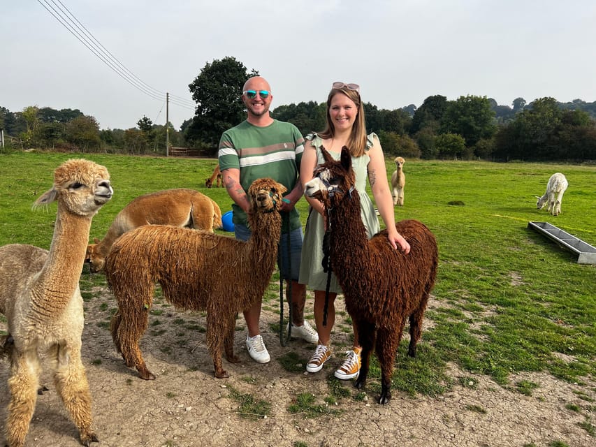 Brackenfield: Alpaca Trek - Tea, shortbread, and the rustic barn finish