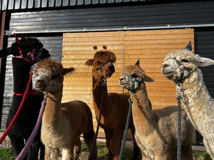 Brackenfield: Alpaca Trek - Practical clothing and access advice