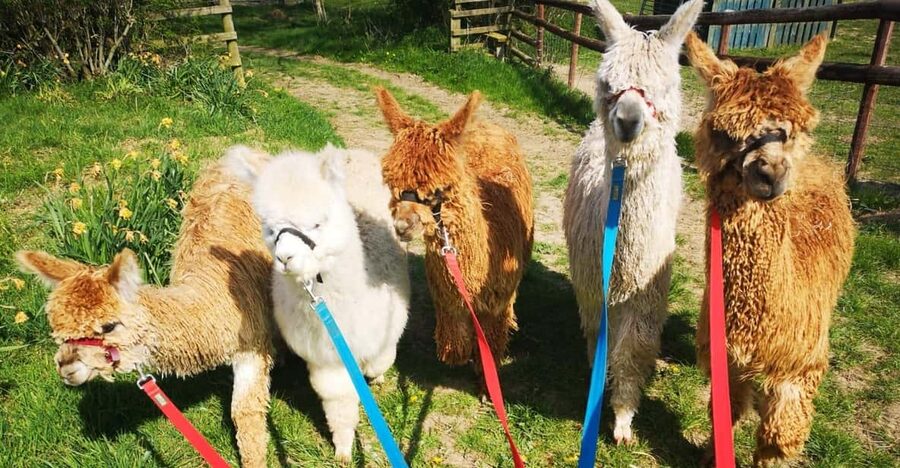 Brackenfield: Alpaca Trek - The first meeting with your walking companion