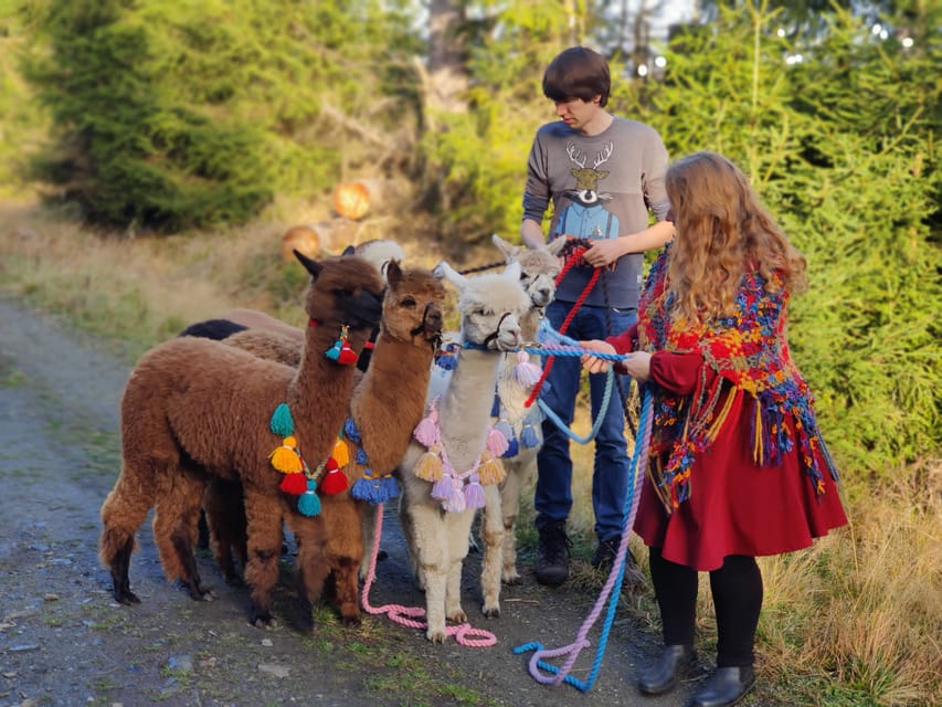 Braunschweig: Alpaca Trekking Tour - Meeting the herd near Alte Leipziger Strasse