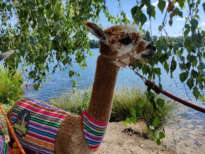 Braunschweig: Alpaca Trekking Tour - Five minutes of safety advice before the walk