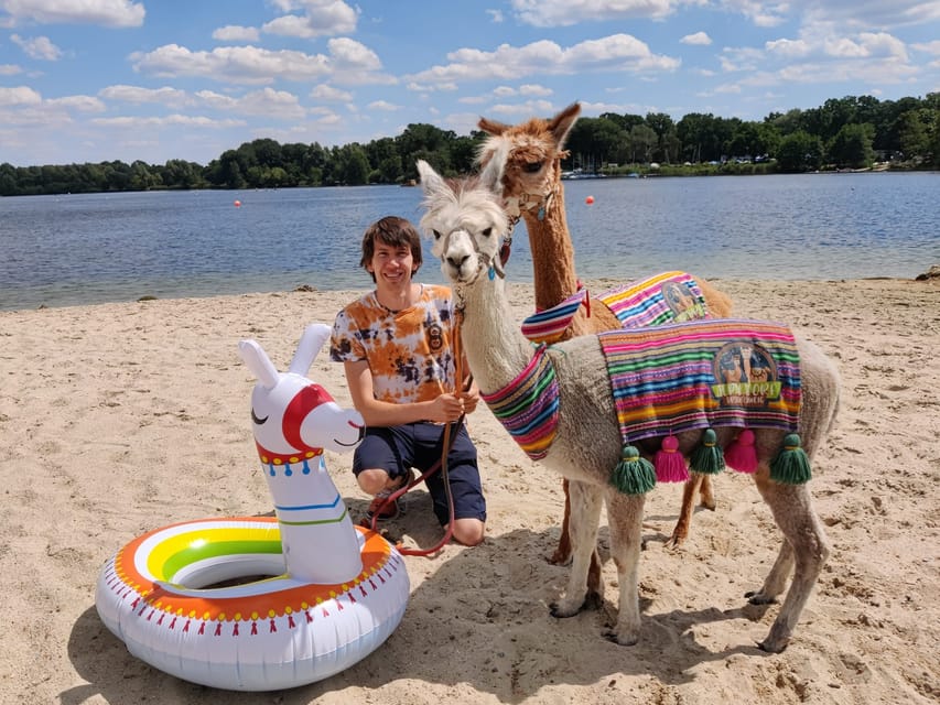 Braunschweig: Alpaca Trekking Tour - Back at the stable with Pepe and the herd