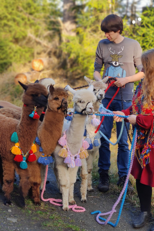Braunschweig: Alpaca Trekking Tour - The Riddagshausen option with coffee and cake