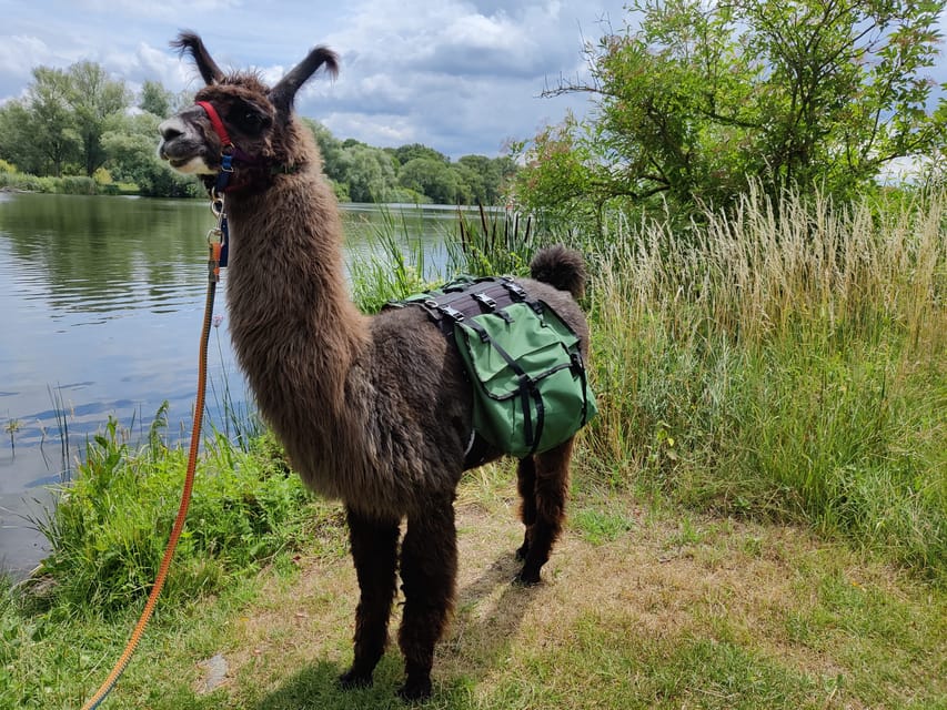 Braunschweig: Alpaca Trekking Tour - Is $69 good value for this alpaca walk?