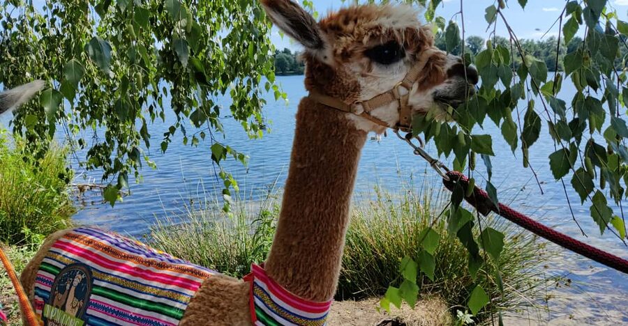 Braunschweig: Alpaca Trekking Tour - Practical planning for your Braunschweig visit