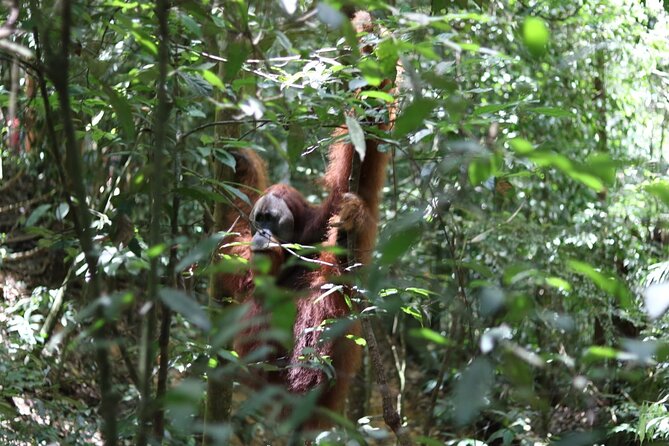 Bukit Lawang Full Day Jungle Trek - Key points to know before you book