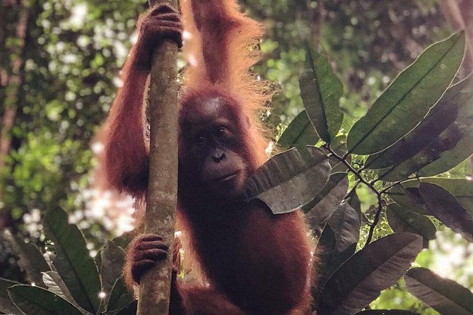 Bukit Lawang Full Day Jungle Trek - Orangutans are the main event in Bukit Lawang