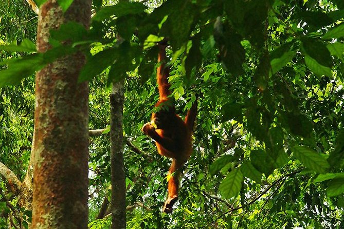 Bukit Lawang Full Day Jungle Trek - Five to six hours on uneven jungle trails