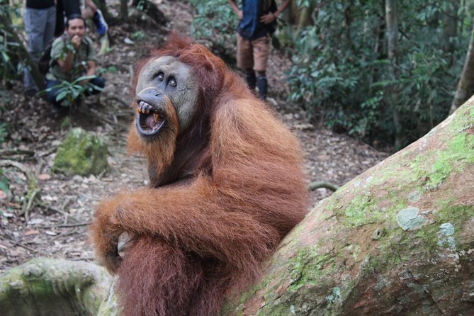 Bukit Lawang Full Day Jungle Trek - Lunch is more useful than it sounds