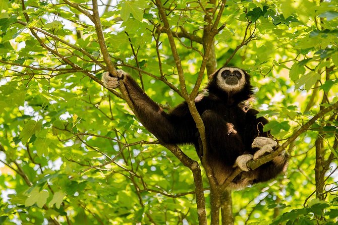 Bukit Lawang Full Day Jungle Trek - The river-tubing option adds a playful finish