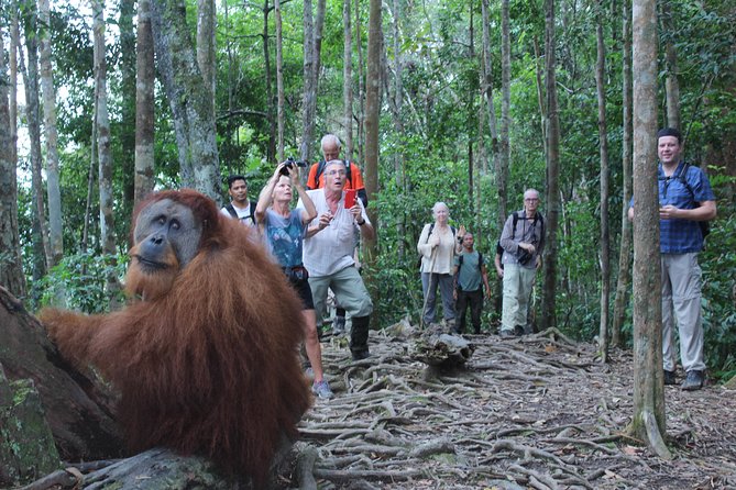 Bukit Lawang Full Day Jungle Trek - What $72.48 buys you