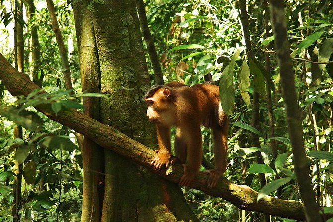 Bukit Lawang Full Day Jungle Trek - A 9:00 am pickup keeps the morning simple