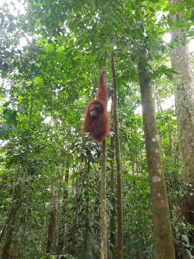 Bukit Lawang: Jungle Trekking and Rafting Day Trip - A long road to Gunung Leuser