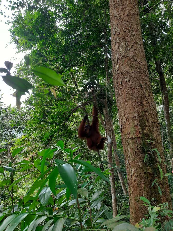 Bukit Lawang: Jungle Trekking and Rafting Day Trip - Lunch and the Bukit Lawang briefing
