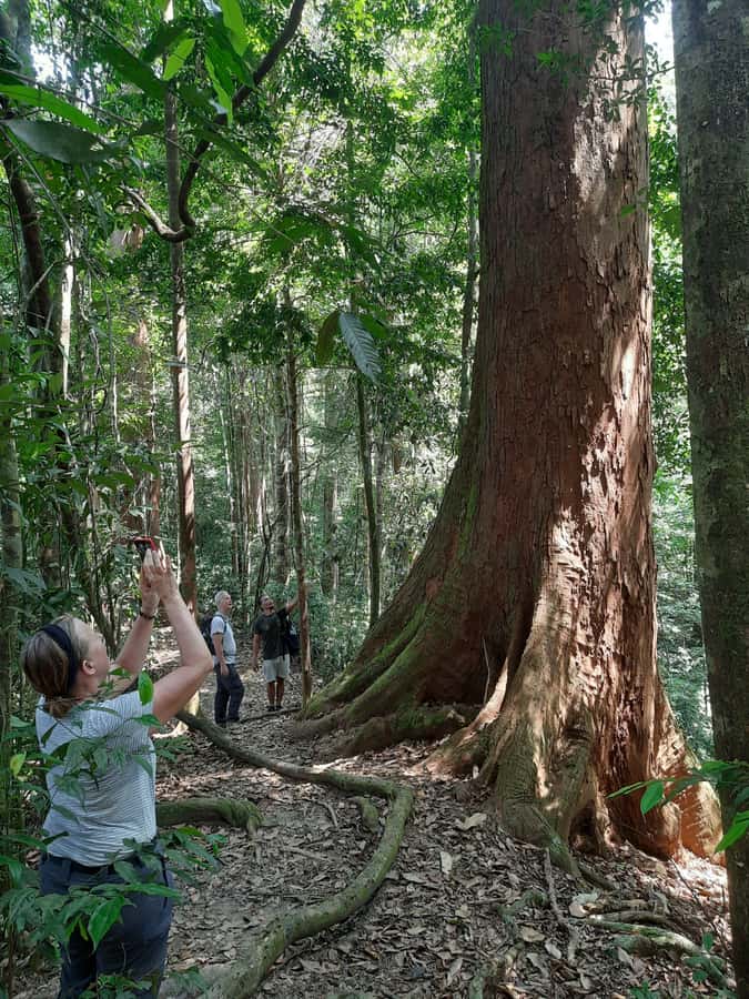 Bukit Lawang: Jungle Trekking and Rafting Day Trip - The orangutans and the wildlife search