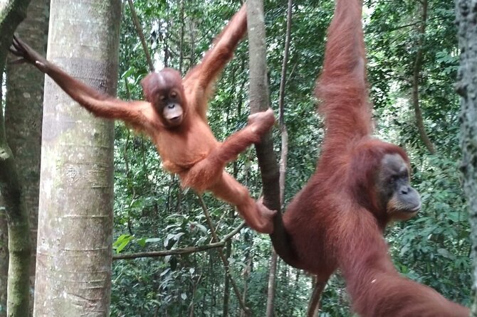 Bukit lawang tour 3days-2 night jungle trekking including rafting - Two long days in Gunung Leuser National Park