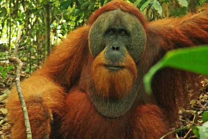 Bukit lawang tour 3days-2 night jungle trekking including rafting - What the local guides add