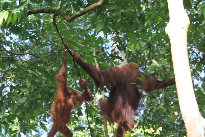 Bukit lawang tour 3days-2 night jungle trekking including rafting - Camp life, meals, and comfort